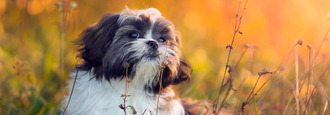 CANDIAE-Under-The-Sun-Grain-Free-Small-Breed-Adult-Dog-Food.jpg