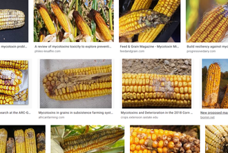 マイコトキシン-mycotoxins.png