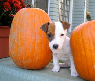 犬と猫のためのカボチャ.jpg